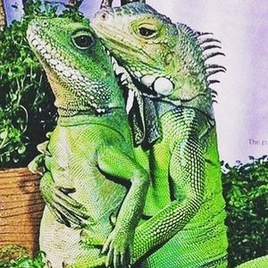 Meet your Posher, Genesis